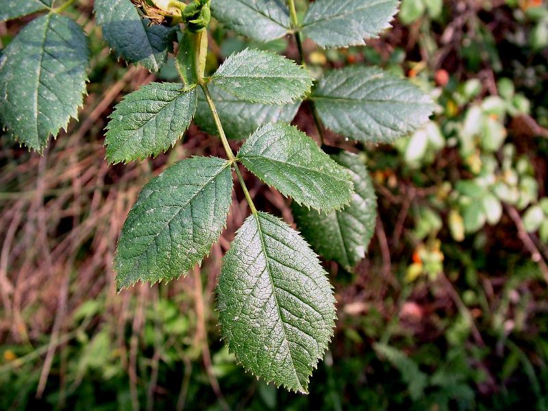 Rosa selvatica...